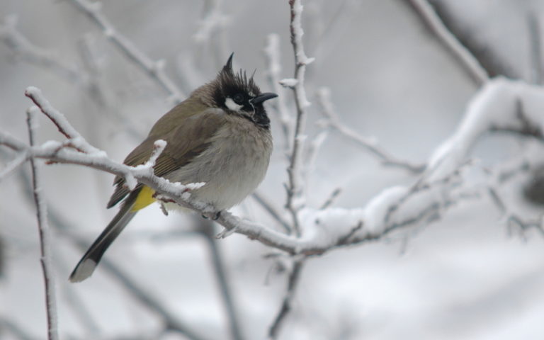 Birds of Binsar - Binsar Forest Retreat